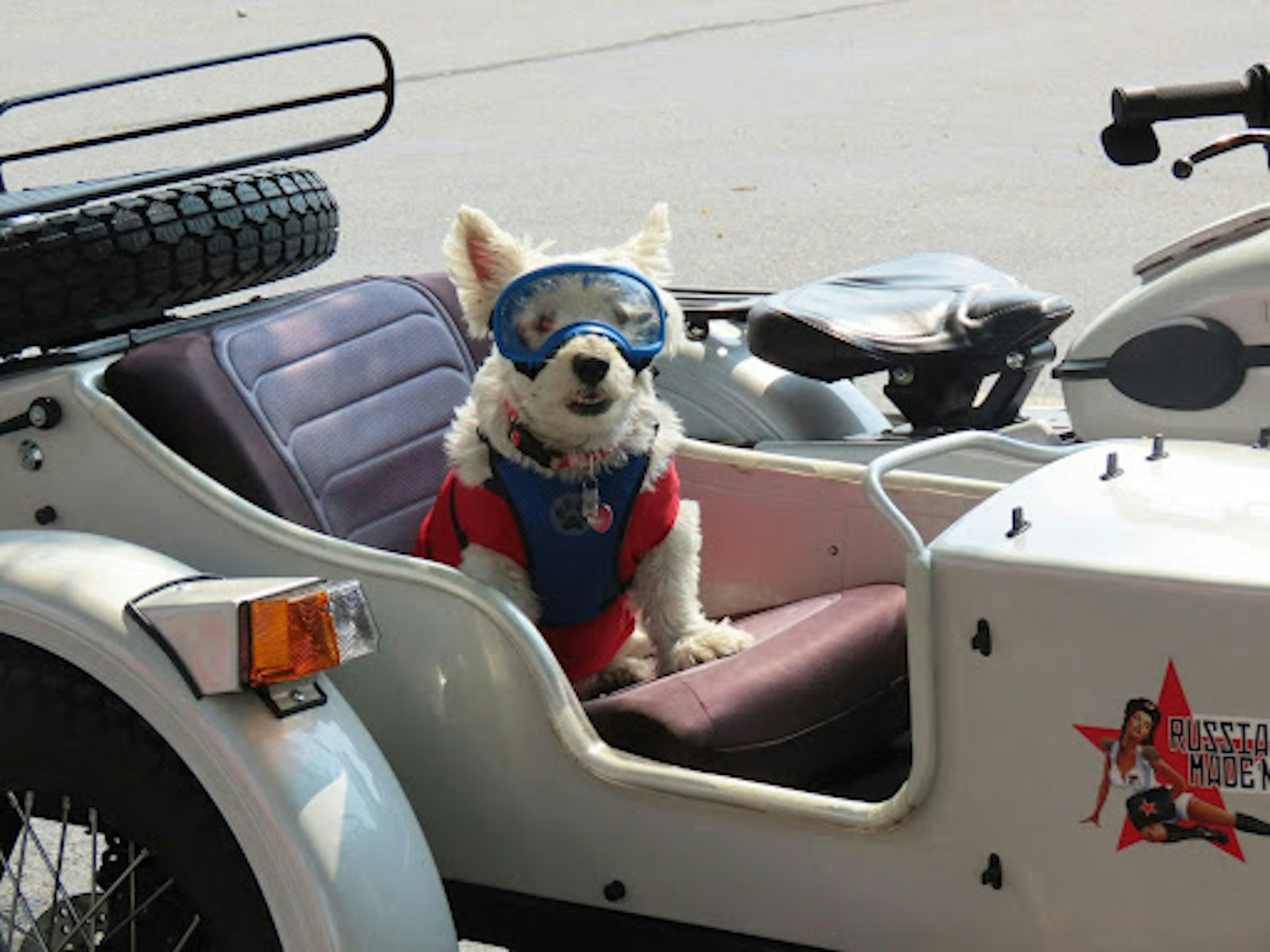 https://unsplash.com/photos/a-small-white-dog-in-a-motorcycle-side-car-0VDVNdamGi4&sa=D&source=docs&ust=1753072237135328&usg=AOvVaw0ZW798bqlin4c2cr1mW40Q